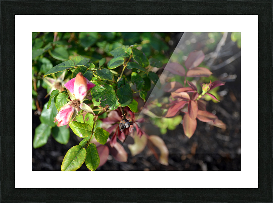 DSC 0264 Picture Frame print