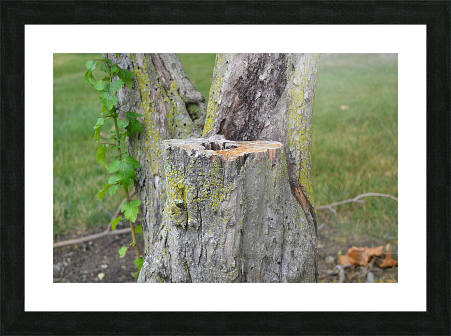 DSC 0224 Picture Frame print