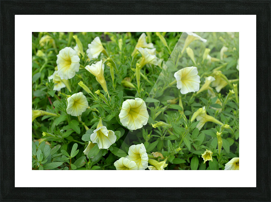 DSC 0241 Picture Frame print
