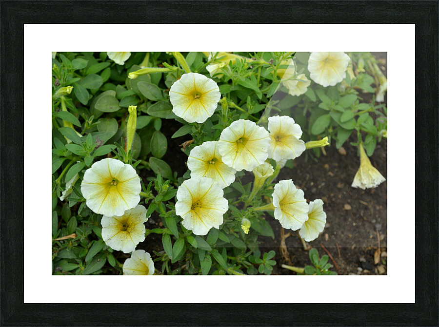 DSC 0239 Picture Frame print