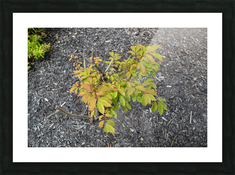 DSC 0301 Picture Frame print