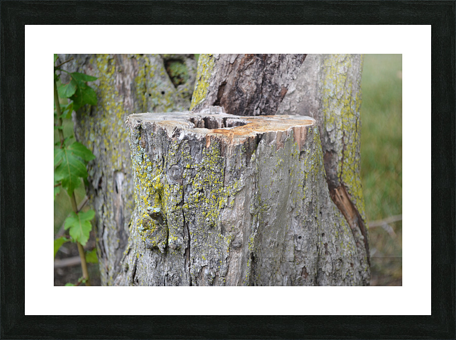 DSC 0225 Picture Frame print