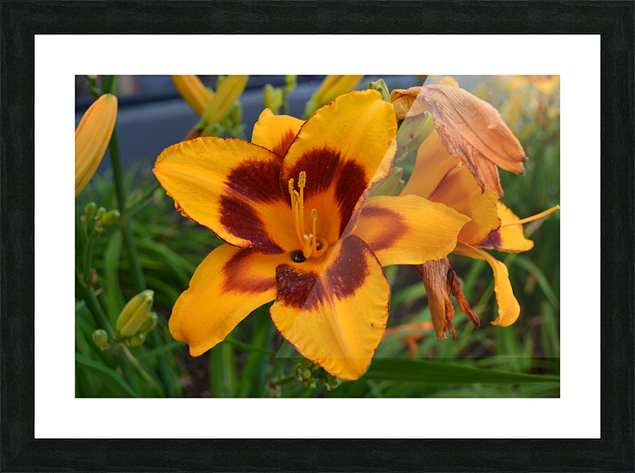 DSC 0228 Picture Frame print