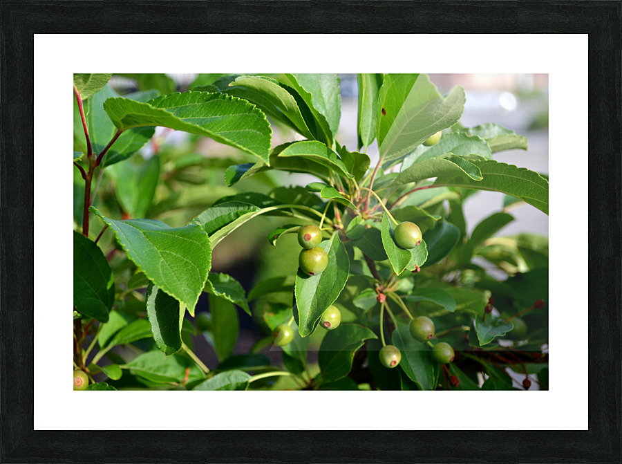 DSC 0269 Picture Frame print