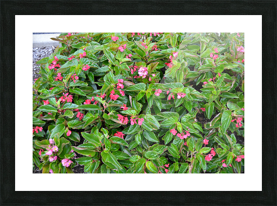 DSC 0279 Picture Frame print
