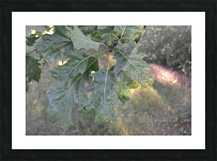 DSC 0321 Picture Frame print