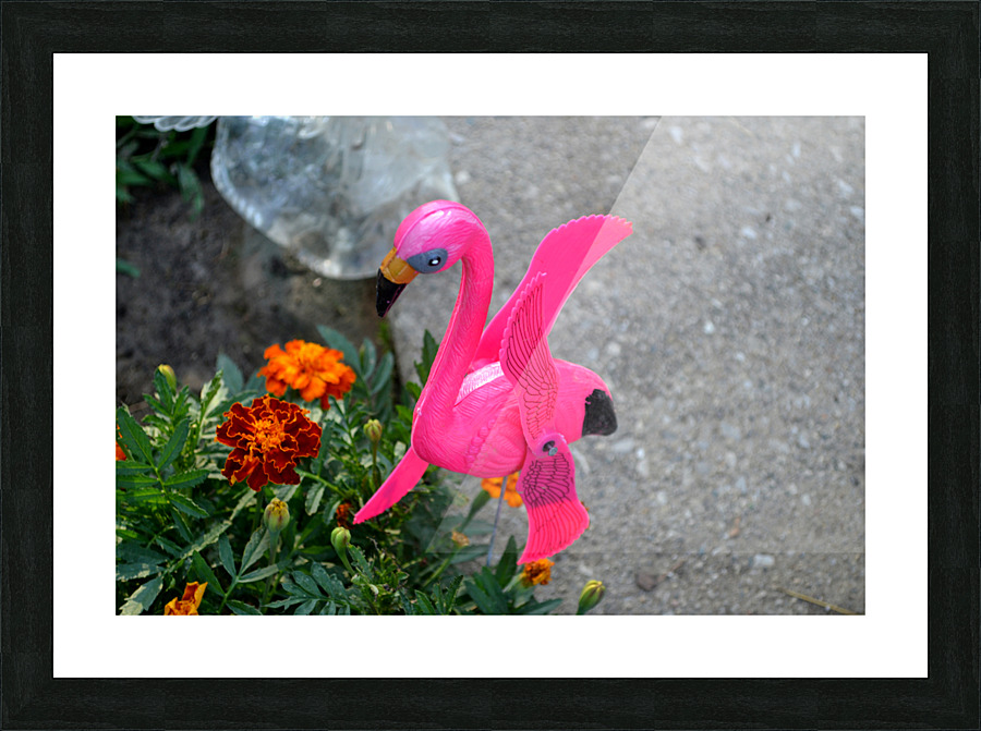 DSC 0072 02 Picture Frame print