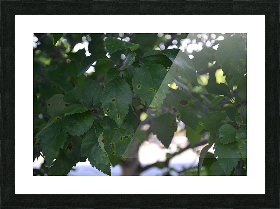 DSC 0230 Picture Frame print