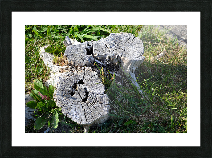 DSC 0101 Picture Frame print