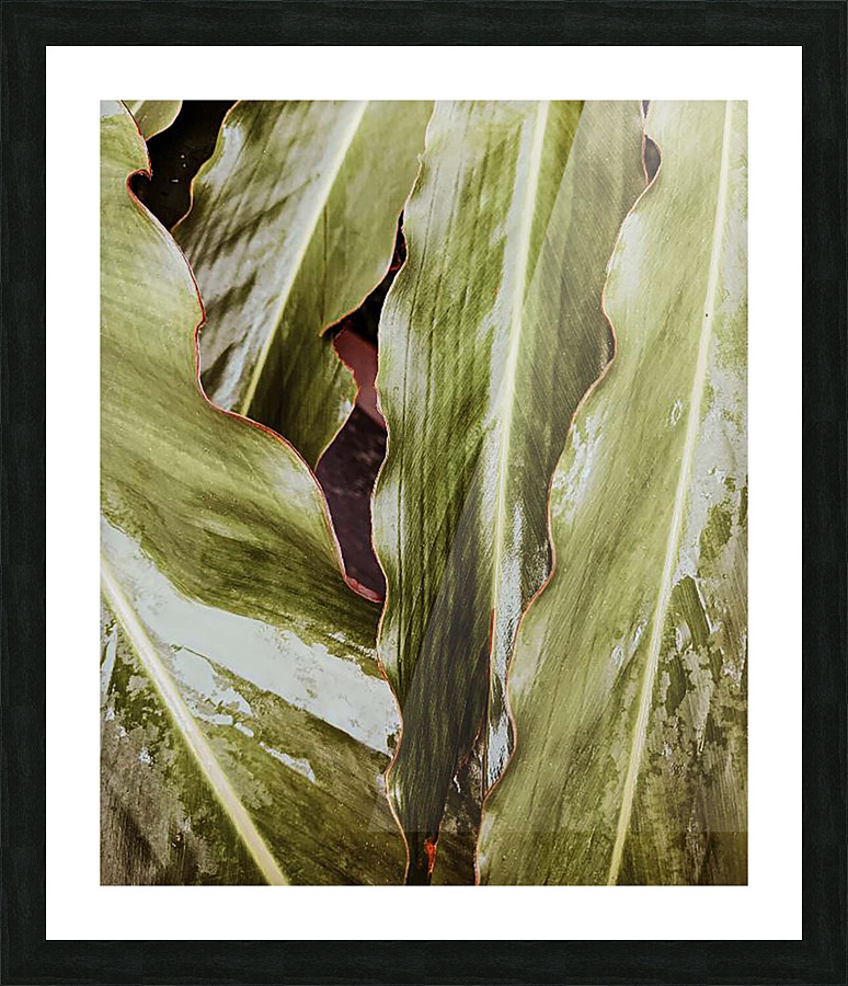leaves2 Picture Frame print
