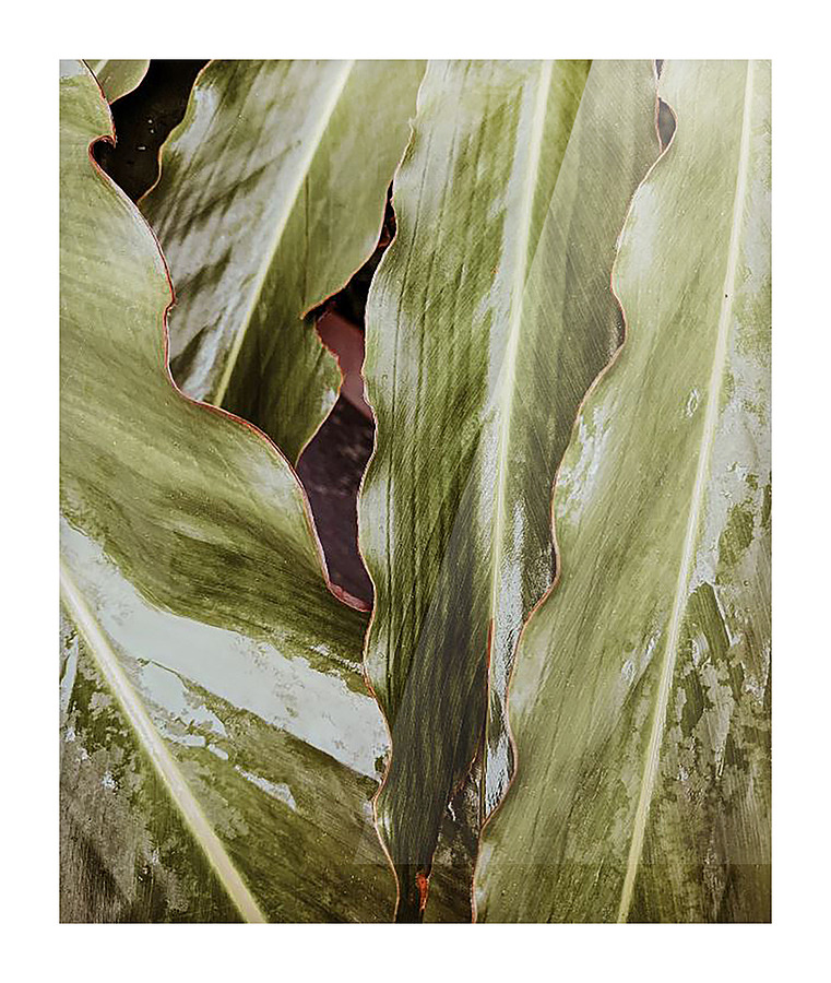 leaves Picture Frame print