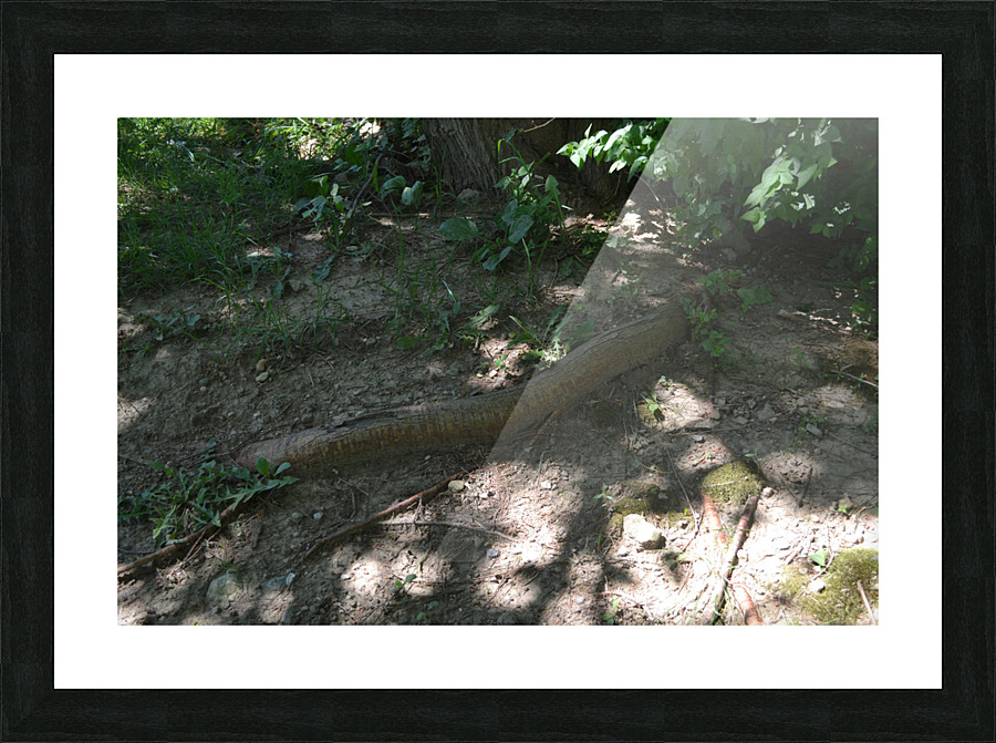 DSC 0432 Picture Frame print