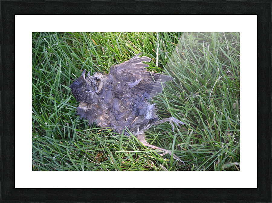 DSC 0483 Picture Frame print