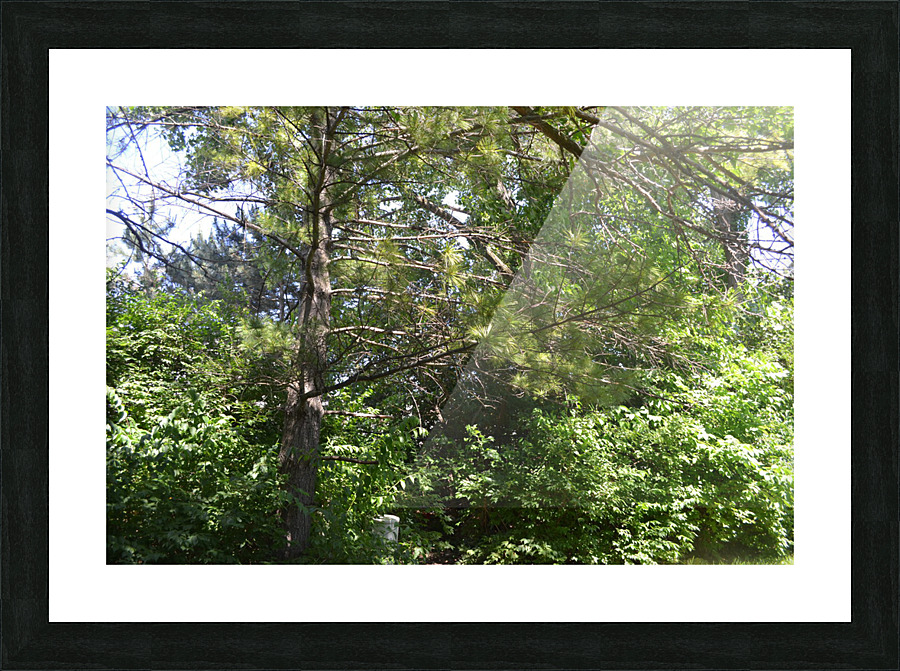 DSC 0441 Picture Frame print
