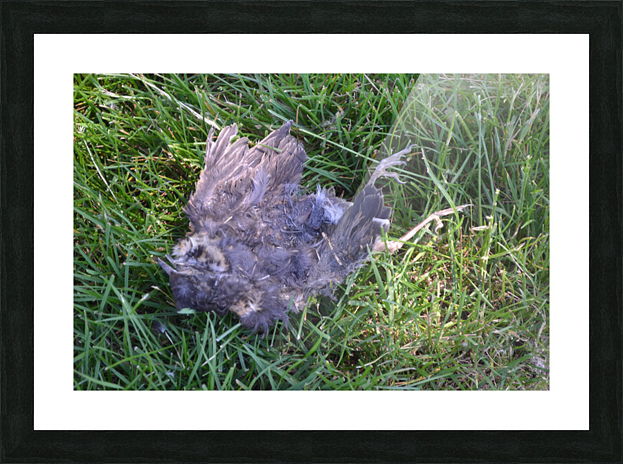 DSC 0480 Picture Frame print