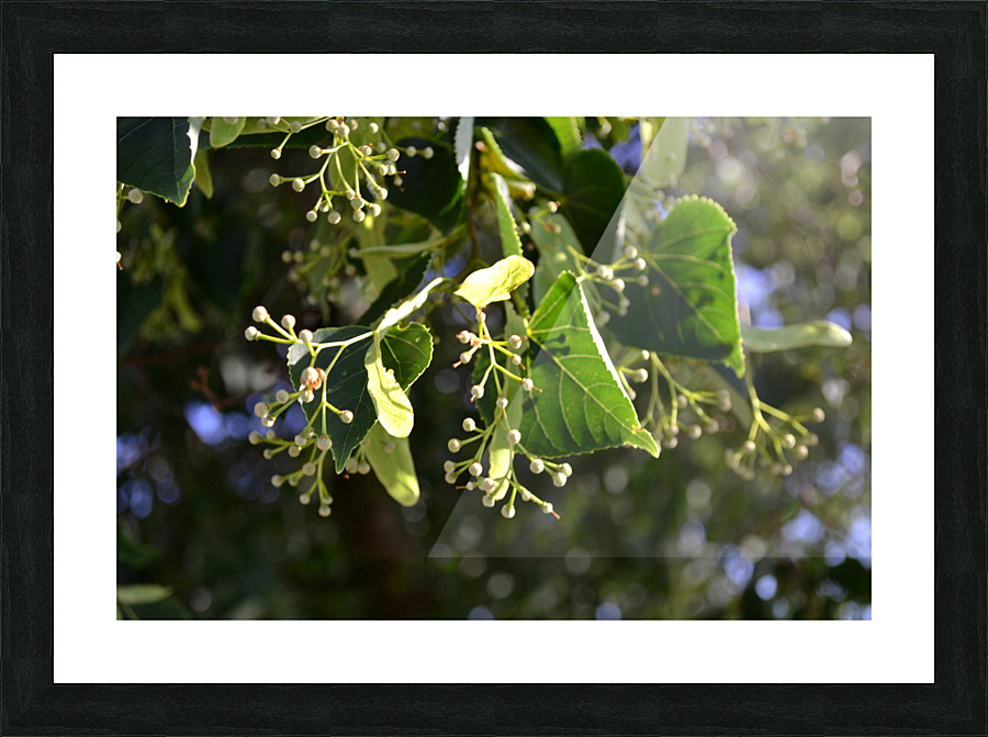 DSC 0092 Picture Frame print