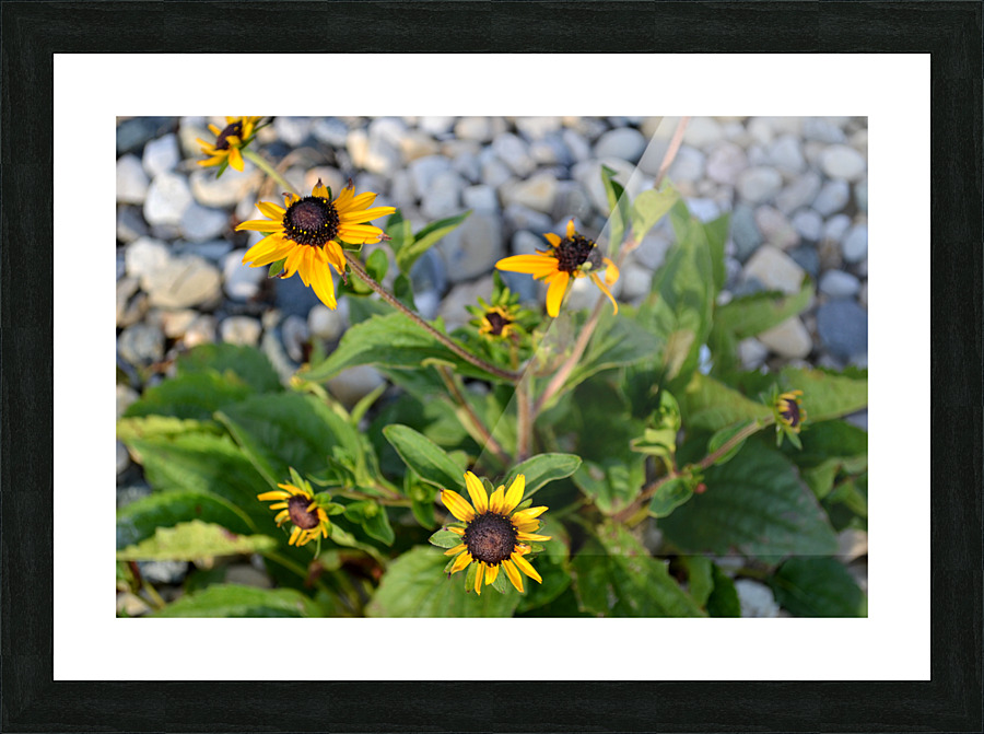 DSC 0200 Picture Frame print
