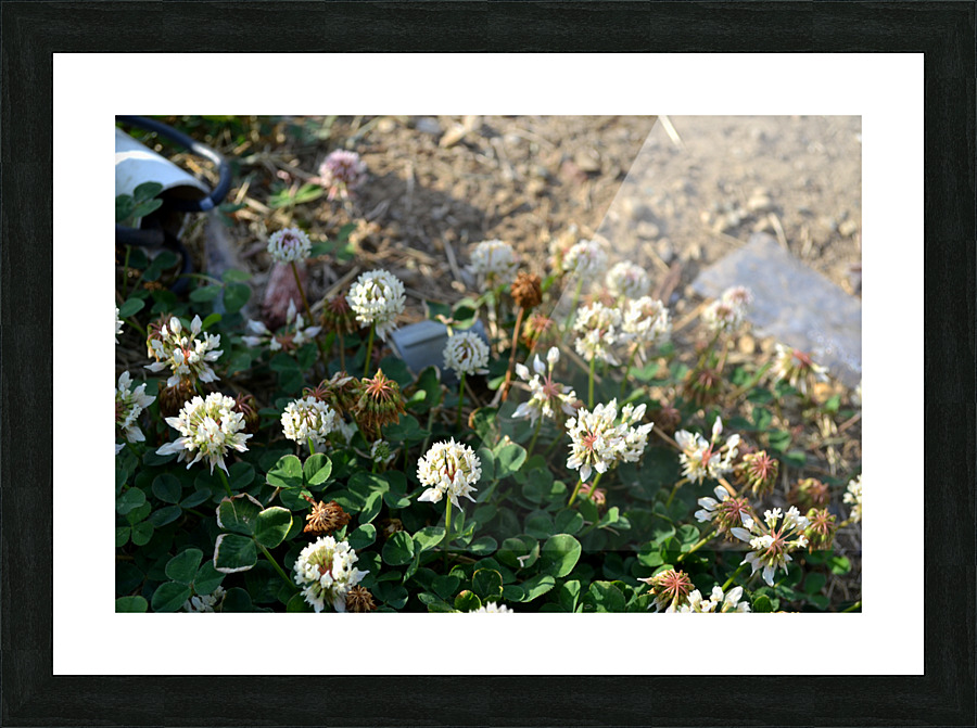 DSC 0198 Picture Frame print