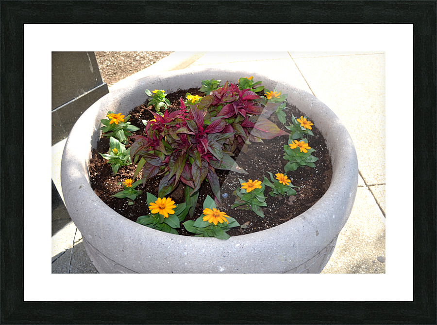 DSC 0079 Picture Frame print