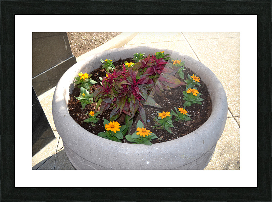 DSC 0078 Picture Frame print