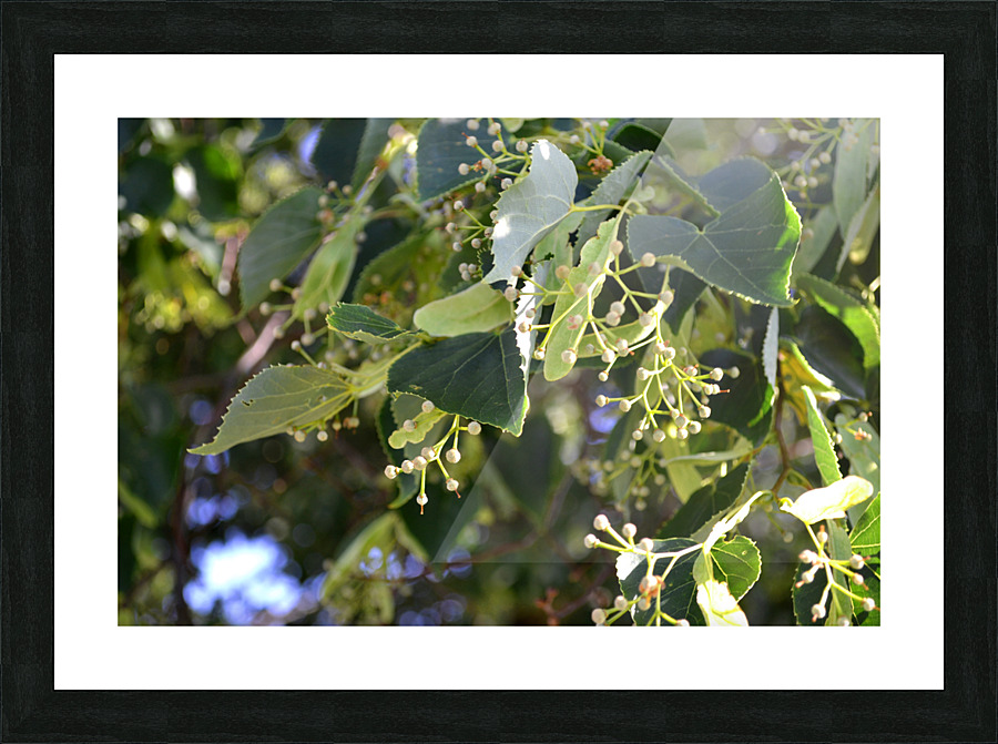 DSC 0091 Picture Frame print