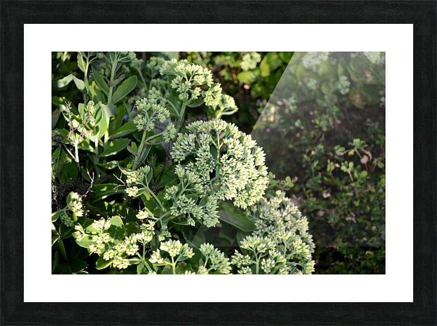 DSC 0088 Picture Frame print