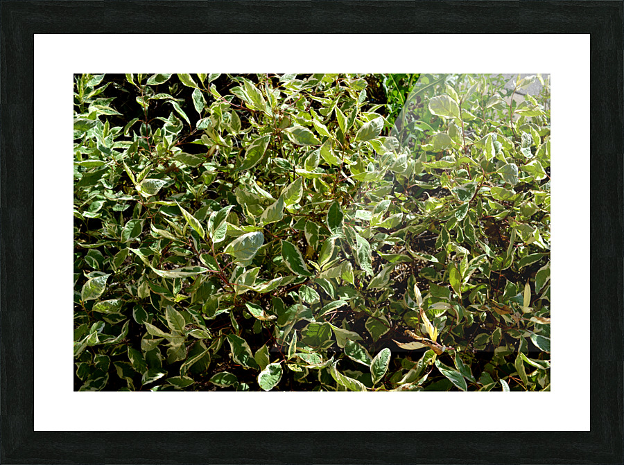 DSC 0083 Picture Frame print