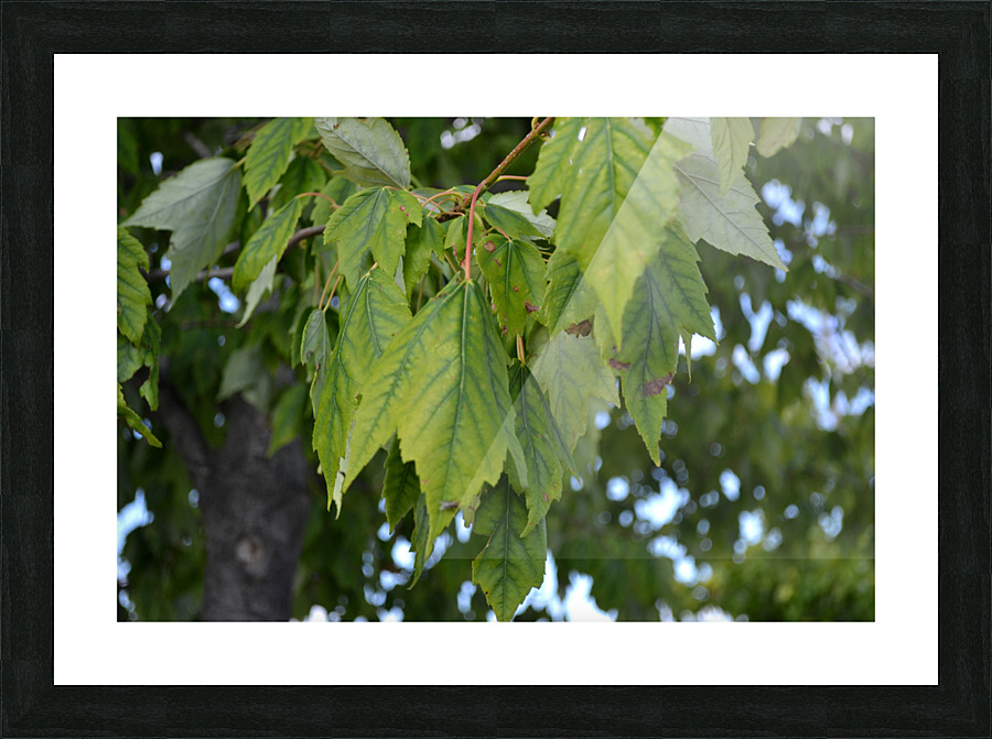 DSC 0212 Picture Frame print