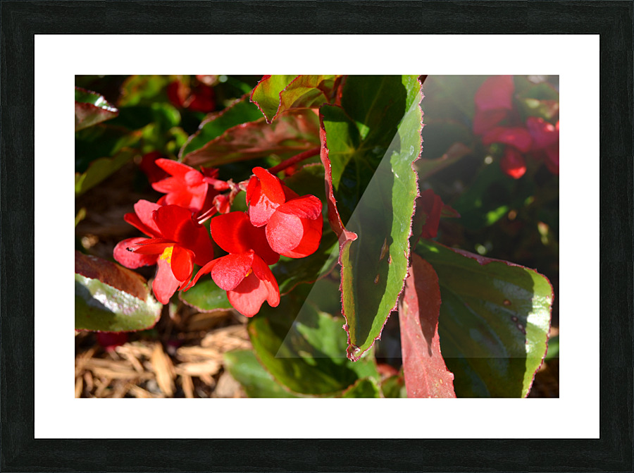 DSC 0261 Picture Frame print