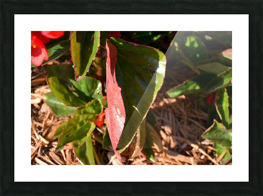 DSC 0262 Picture Frame print