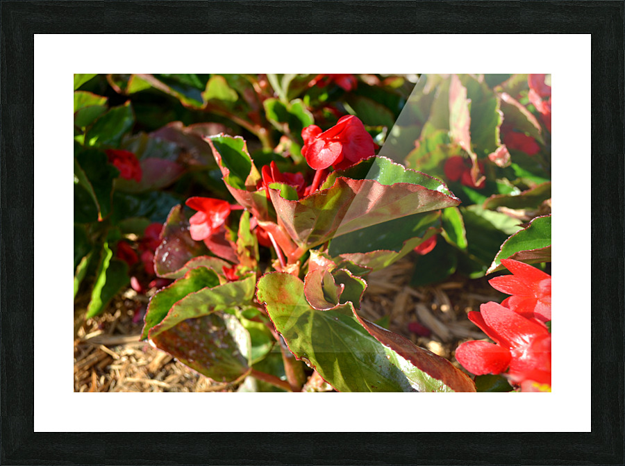DSC 0266 Picture Frame print