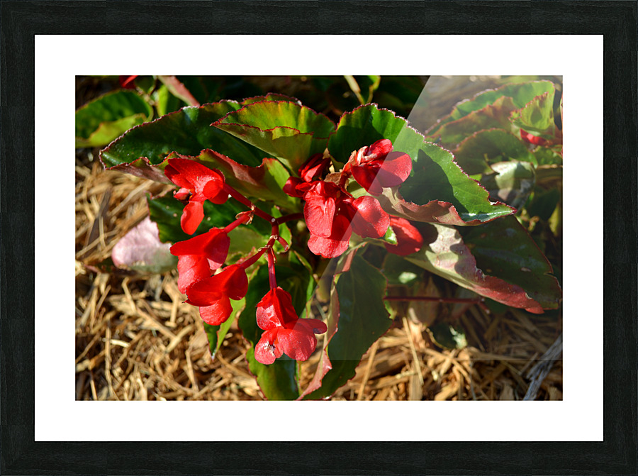 DSC 0255 Picture Frame print