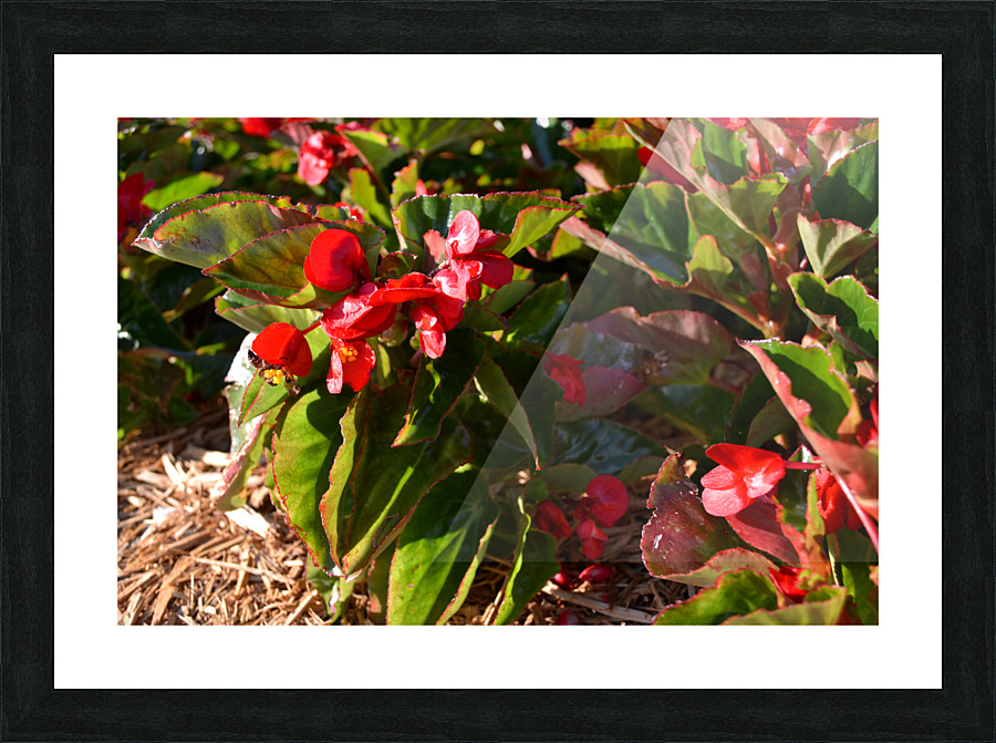 DSC 0267 Picture Frame print