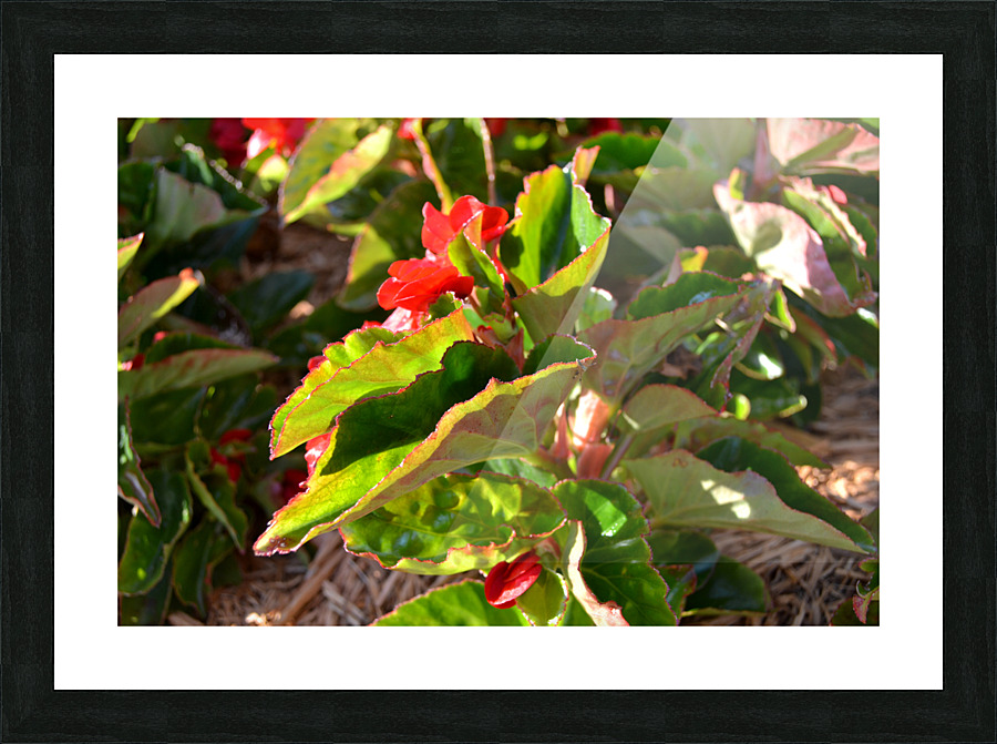 DSC 0260 Picture Frame print
