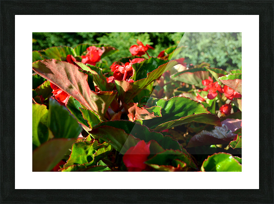 DSC 0265 Picture Frame print