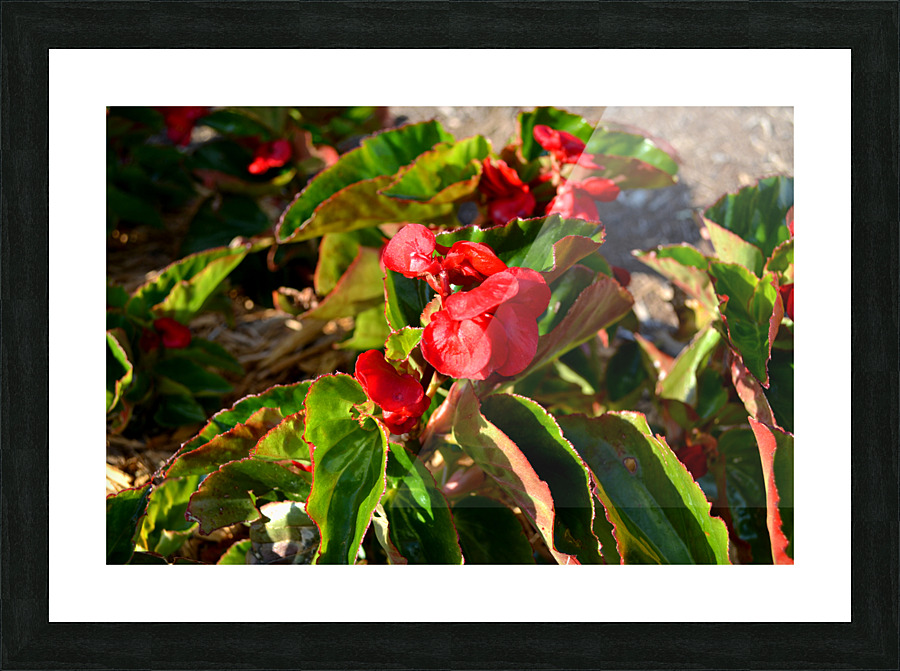 DSC 0256 Picture Frame print