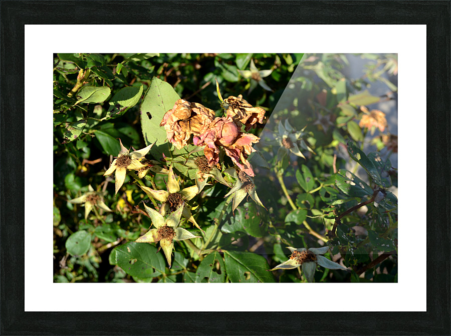 DSC 0270 Picture Frame print