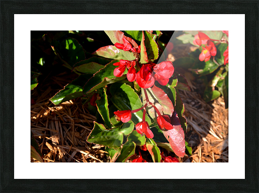 DSC 0263 Picture Frame print