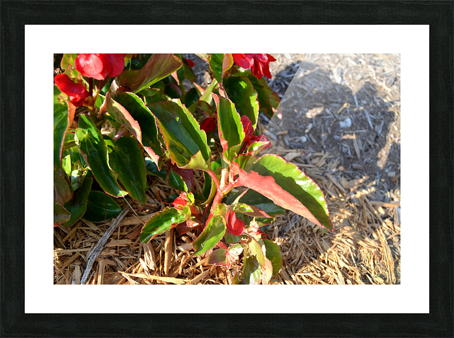 DSC 0258 Picture Frame print