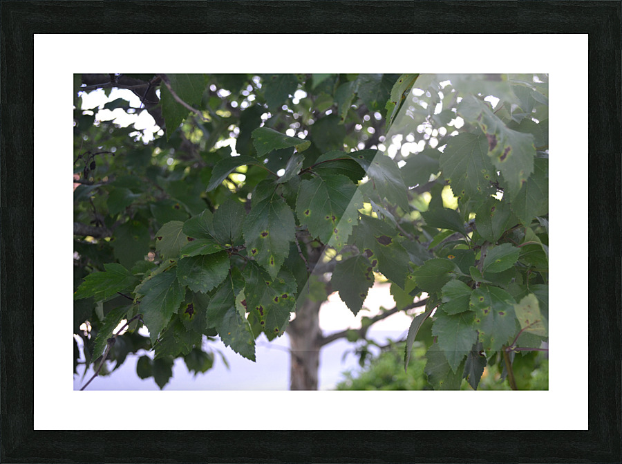DSC 0226 Picture Frame print