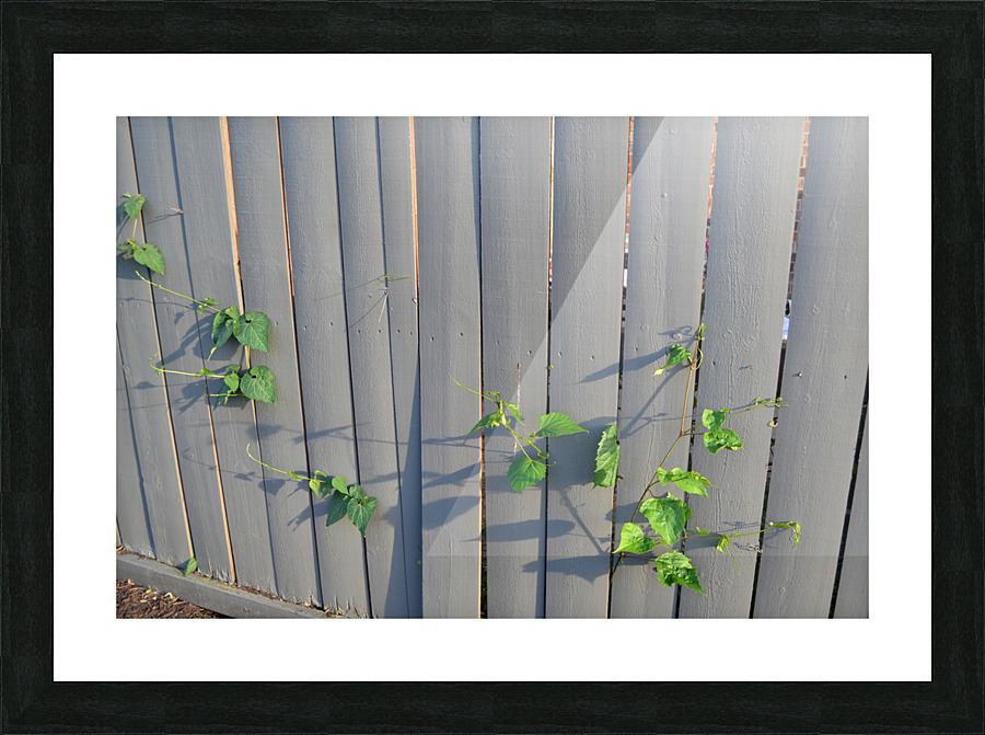 DSC 0021 Picture Frame print