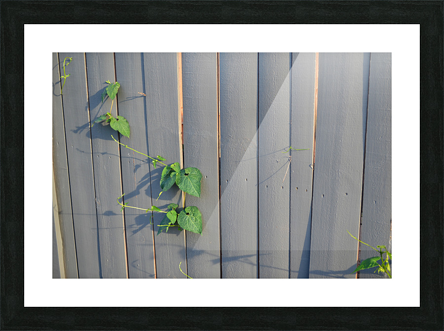 DSC 0018 Picture Frame print