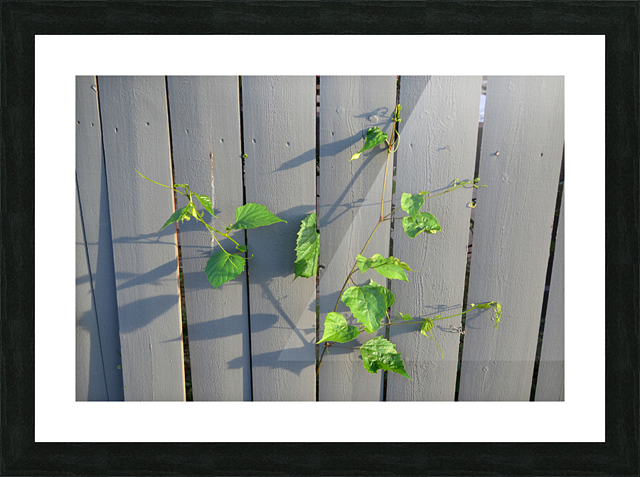 DSC 0019 02 Picture Frame print