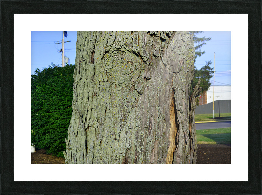 DSC 0017 Picture Frame print