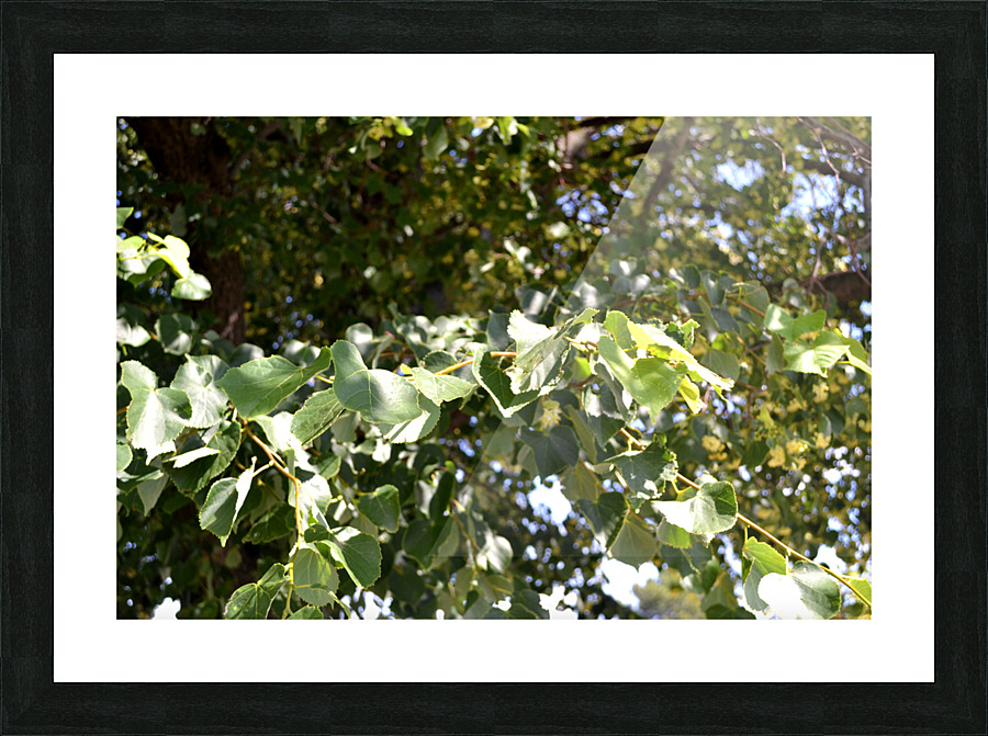 DSC 0171 Picture Frame print