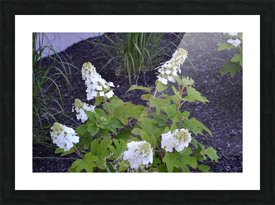 DSC 0341 Picture Frame print