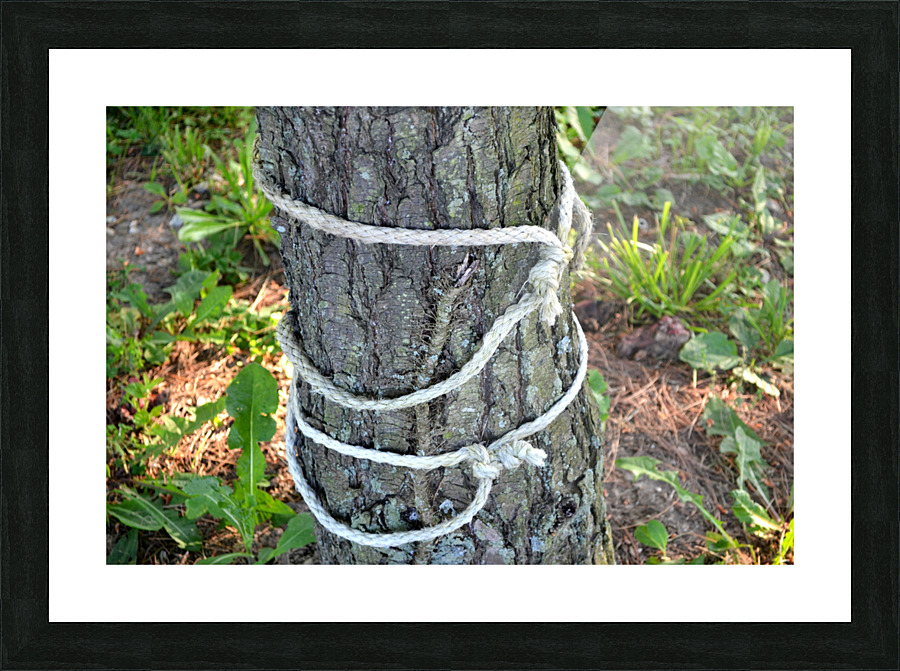 DSC 0262 Picture Frame print