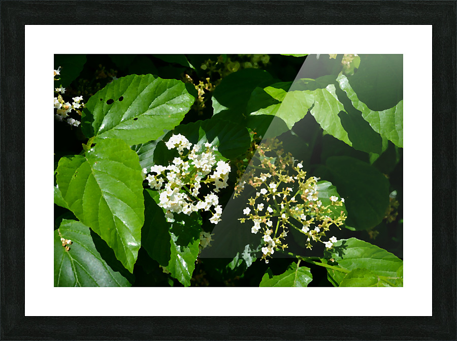 DSC 0392 Picture Frame print