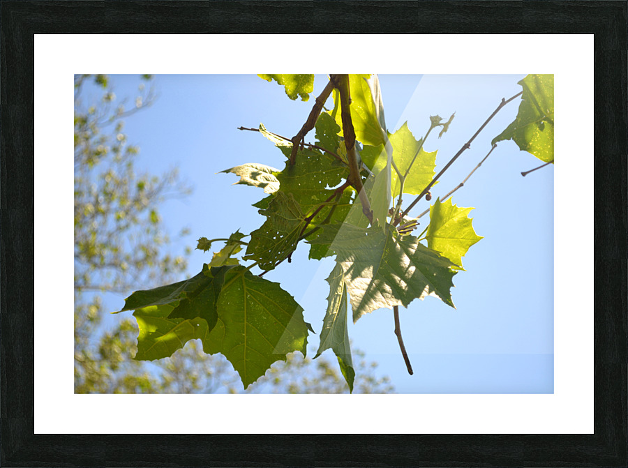 DSC 0491 Picture Frame print