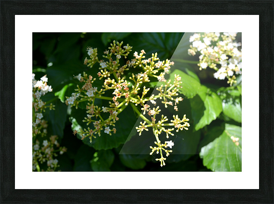 DSC 0391 Picture Frame print